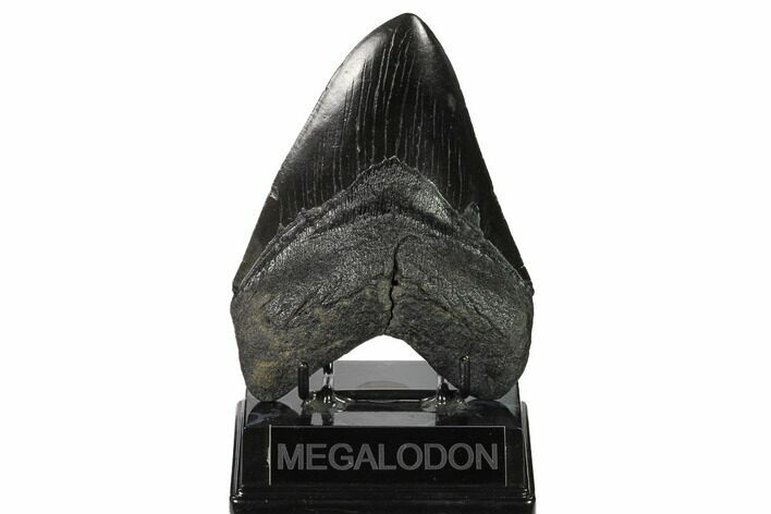 Black, Fossil Megalodon Tooth - South Carolina #160253